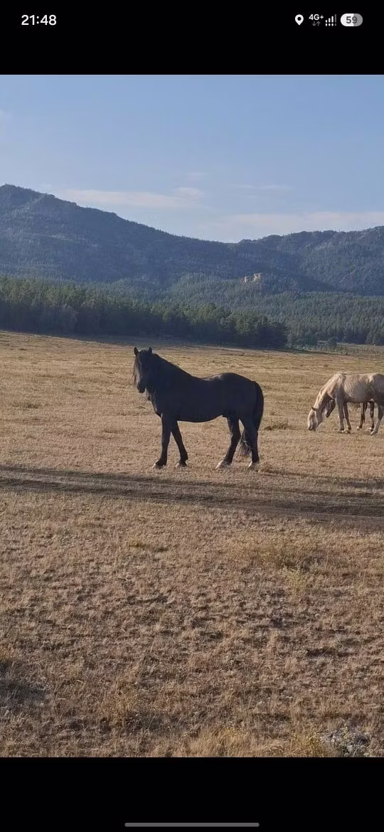 New Altai Horse