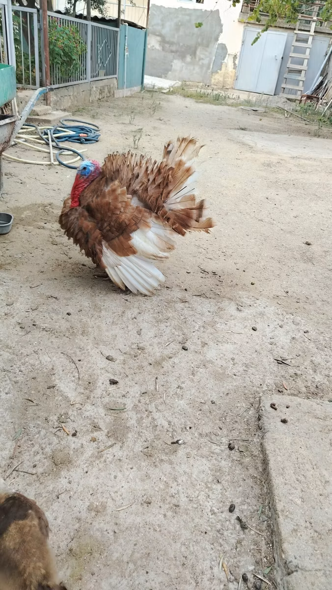 Geniş Sinəli Ağ