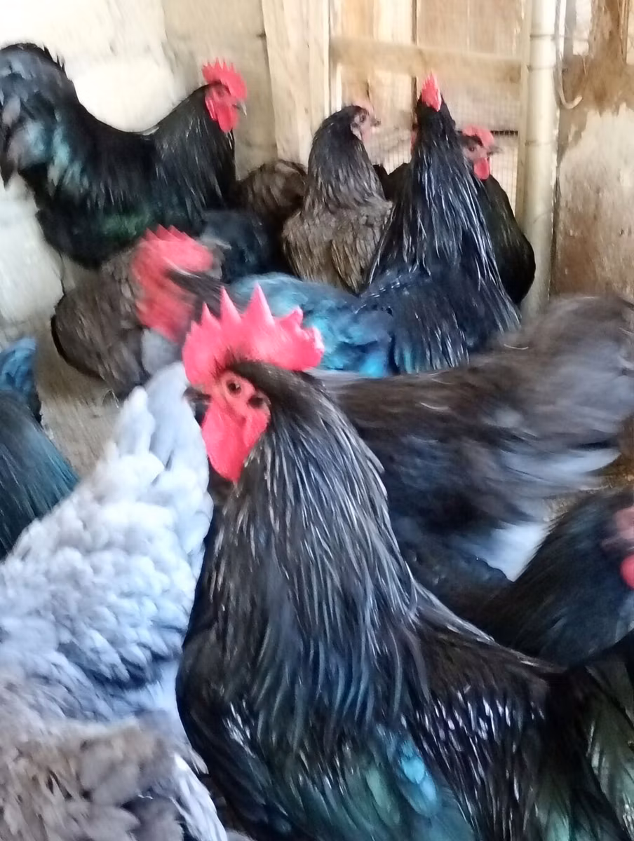 Avstraliya Pit Game quşu