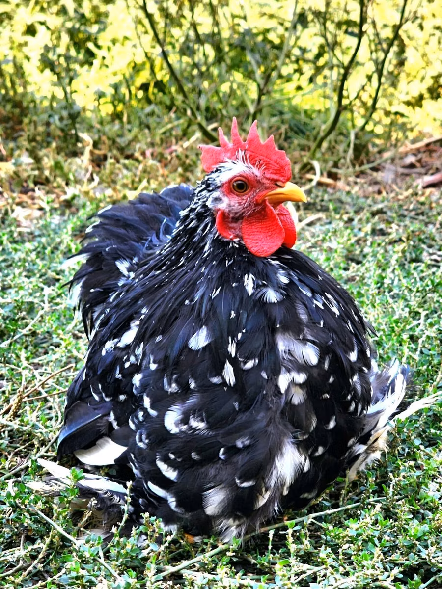Pekin Bantam