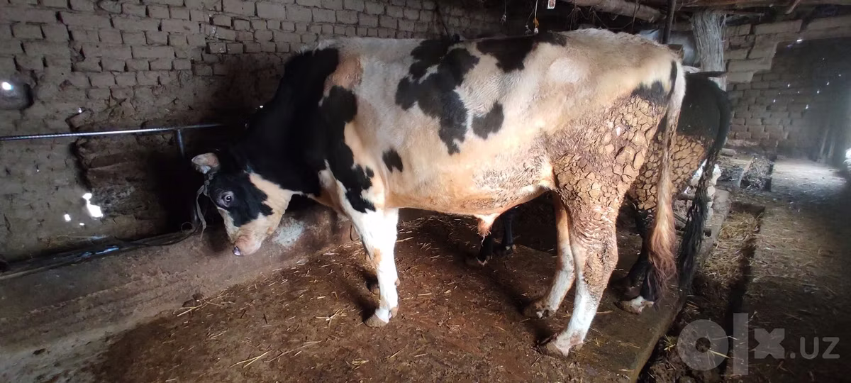 Simmental cattle