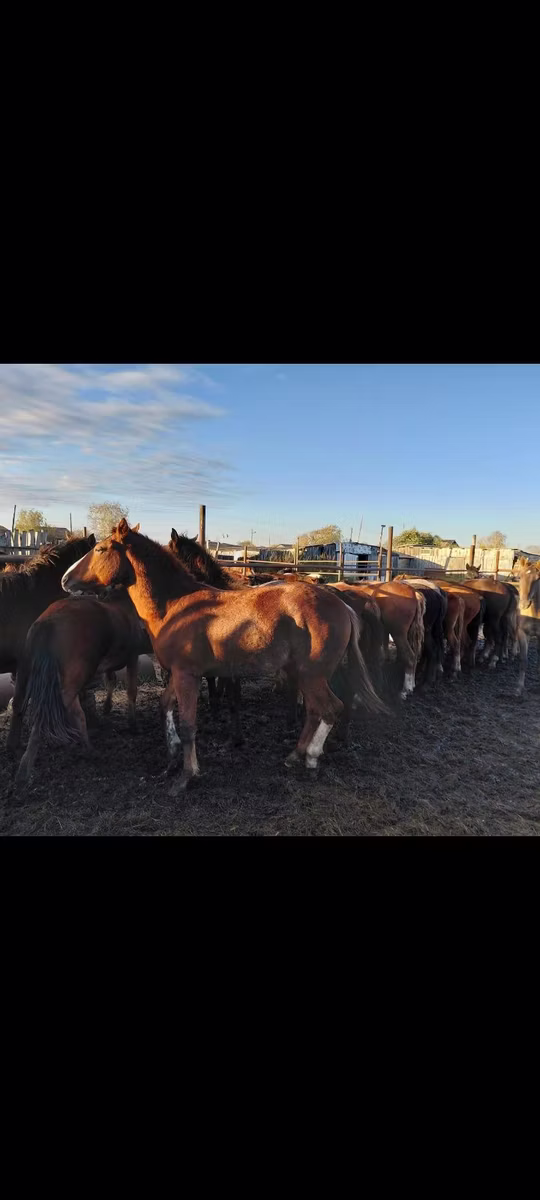 Horse breed