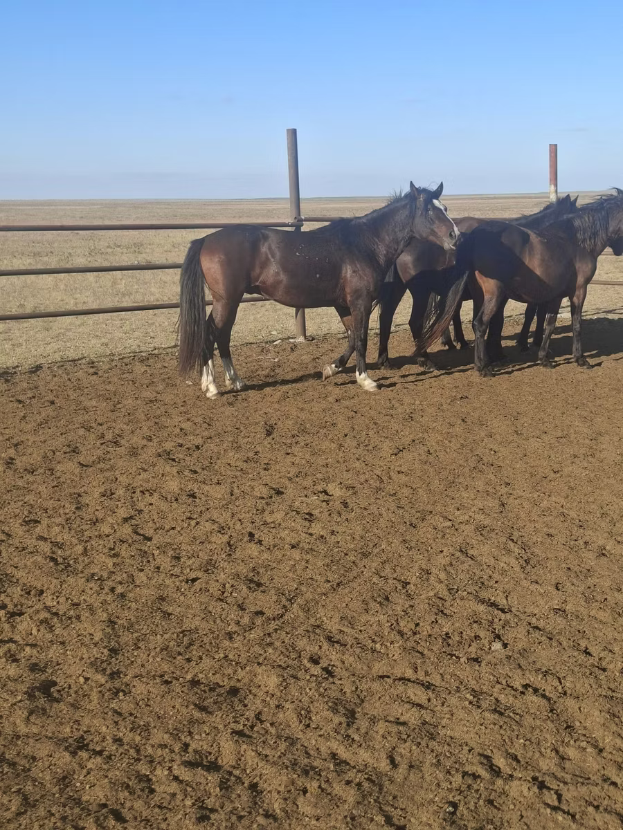 New Altai Horse