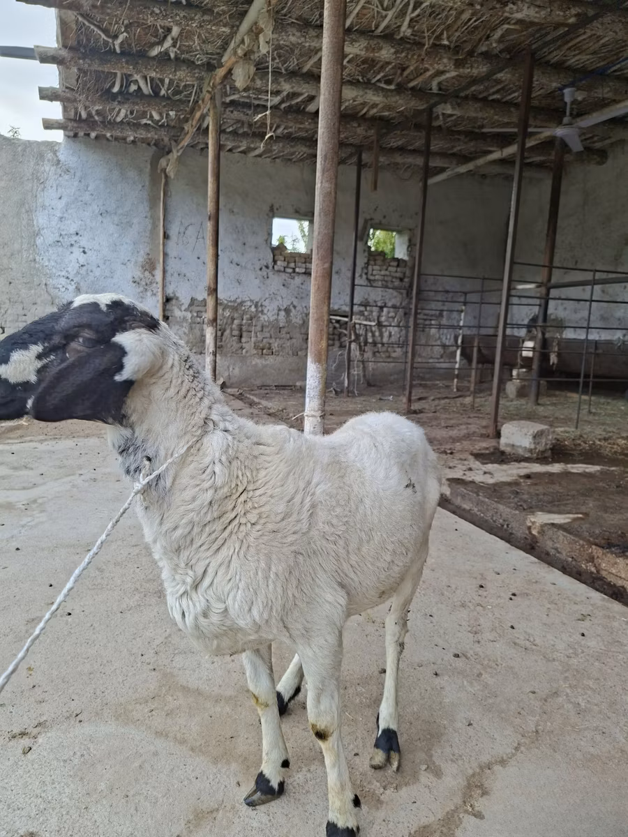 Blackheaded Persian sheep