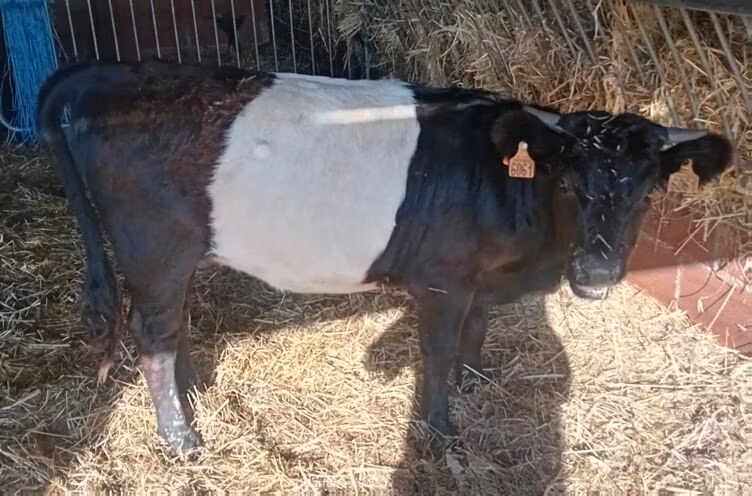 Vaca Galloway