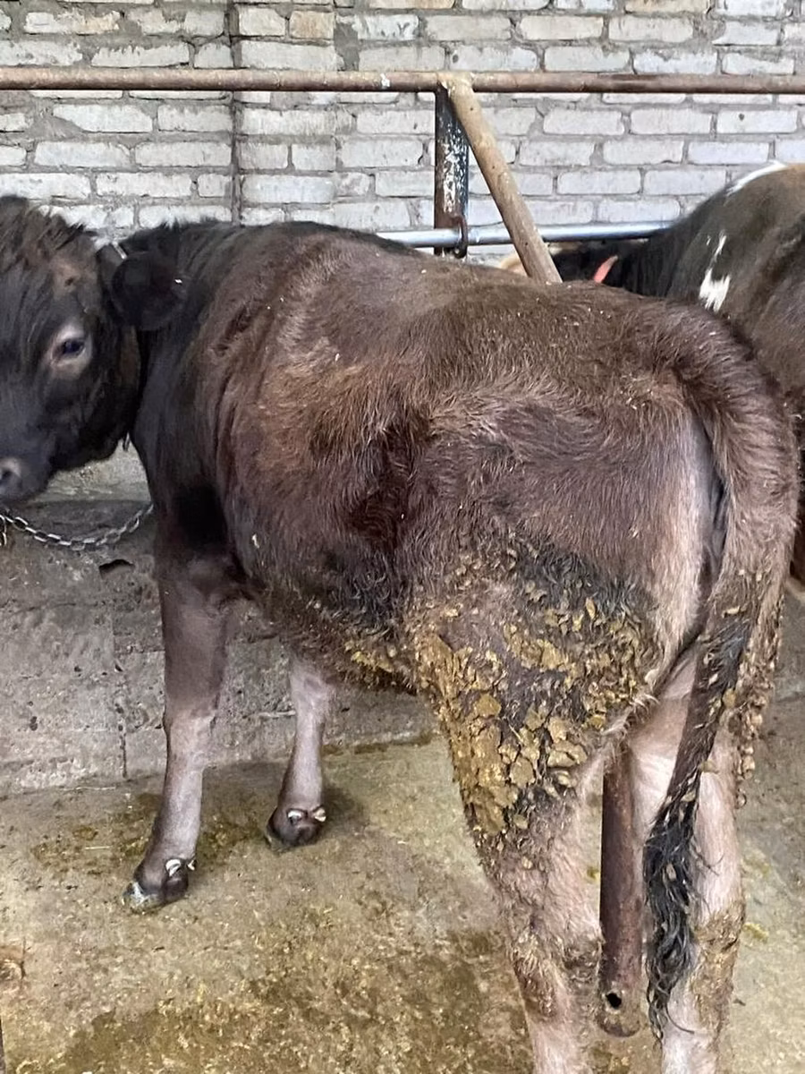 Swiss cattle