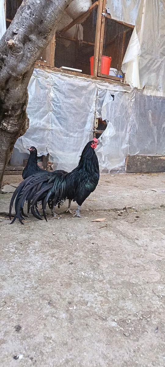 سوماترا