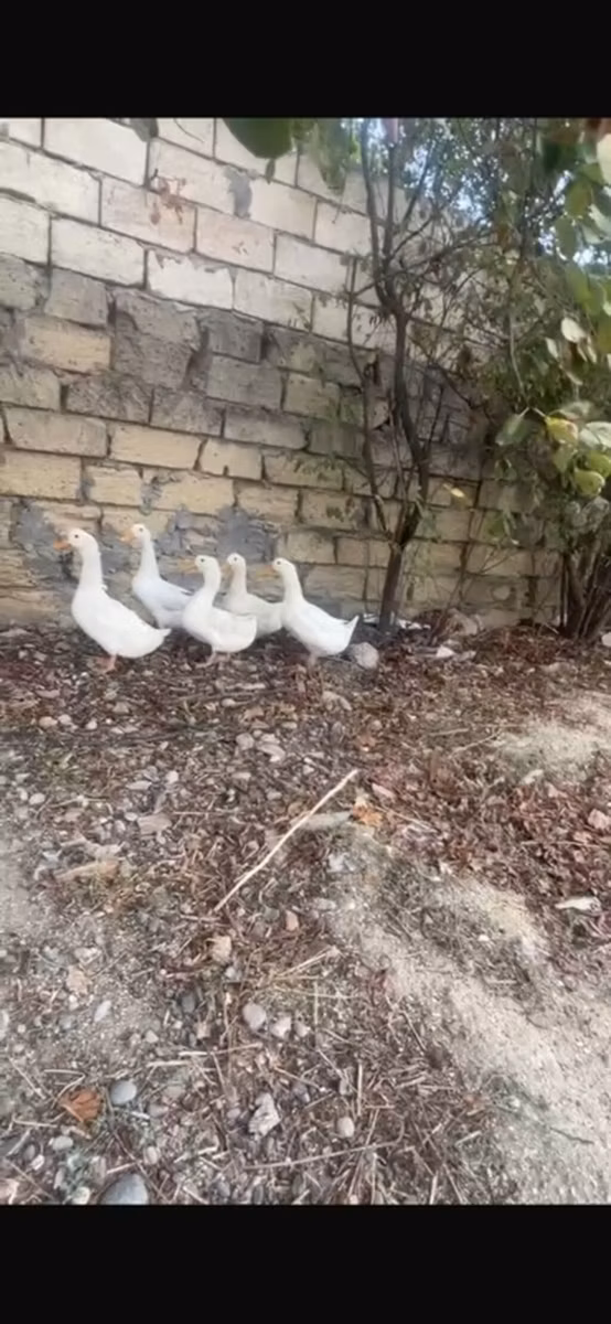 Německý pekin