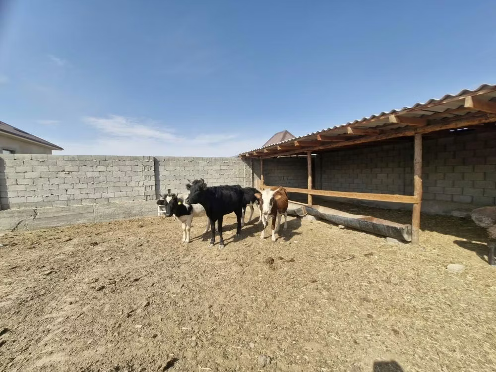 Latvian Blue cattle