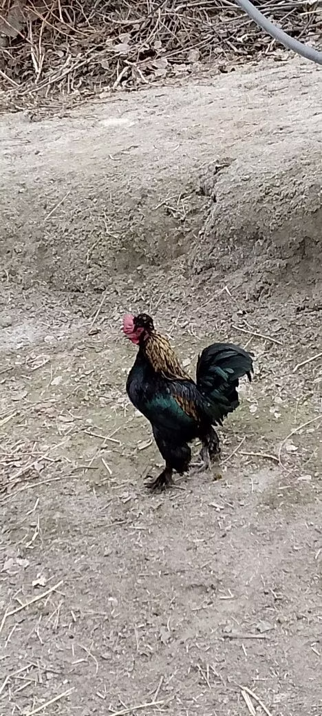 Yapon Bantam