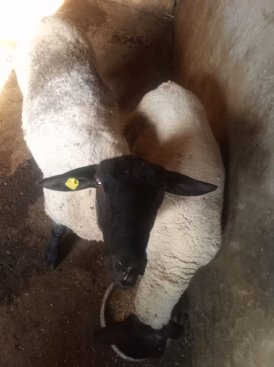 White Suffolk sheep