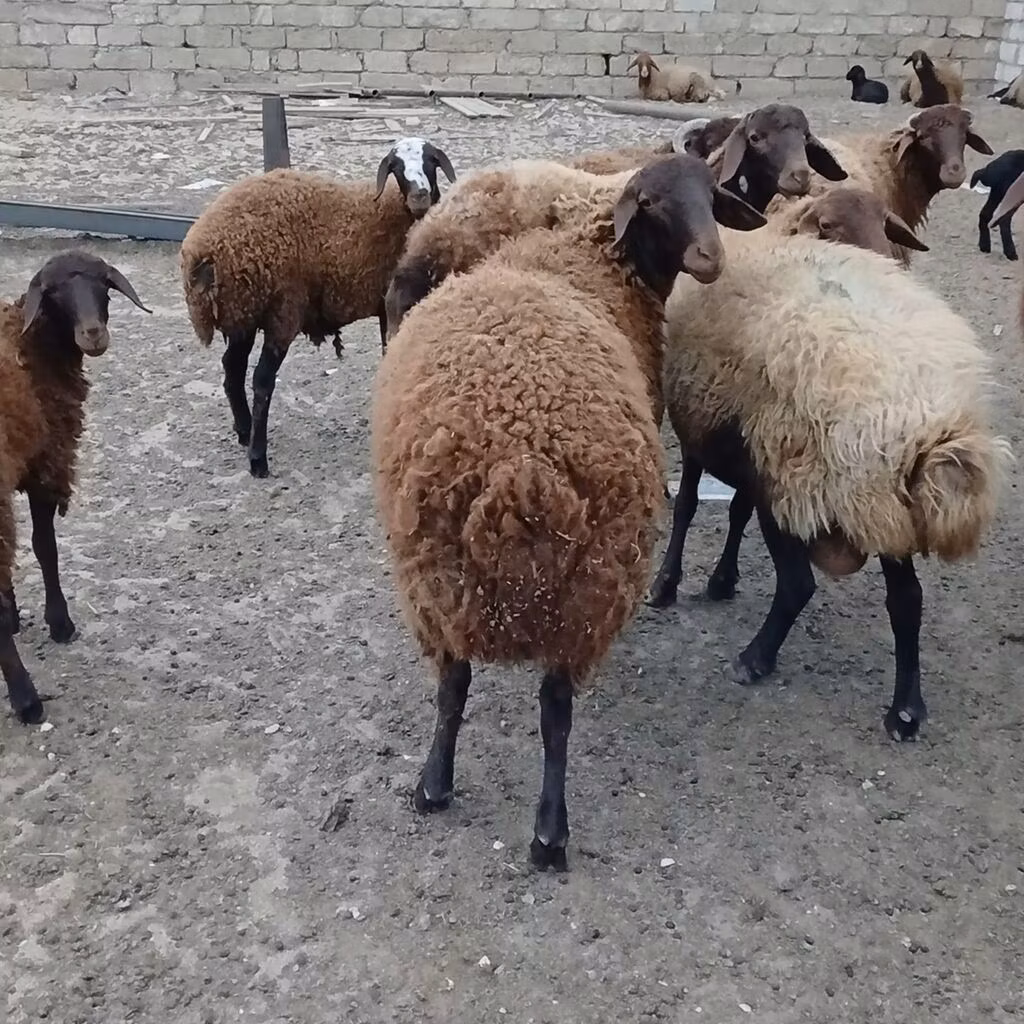 Каракуль койу