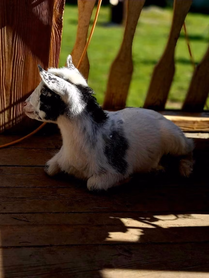 Nigerian dwarf goats
