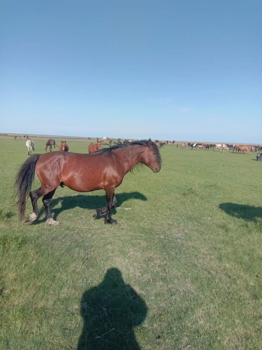 Mugalzhar horse