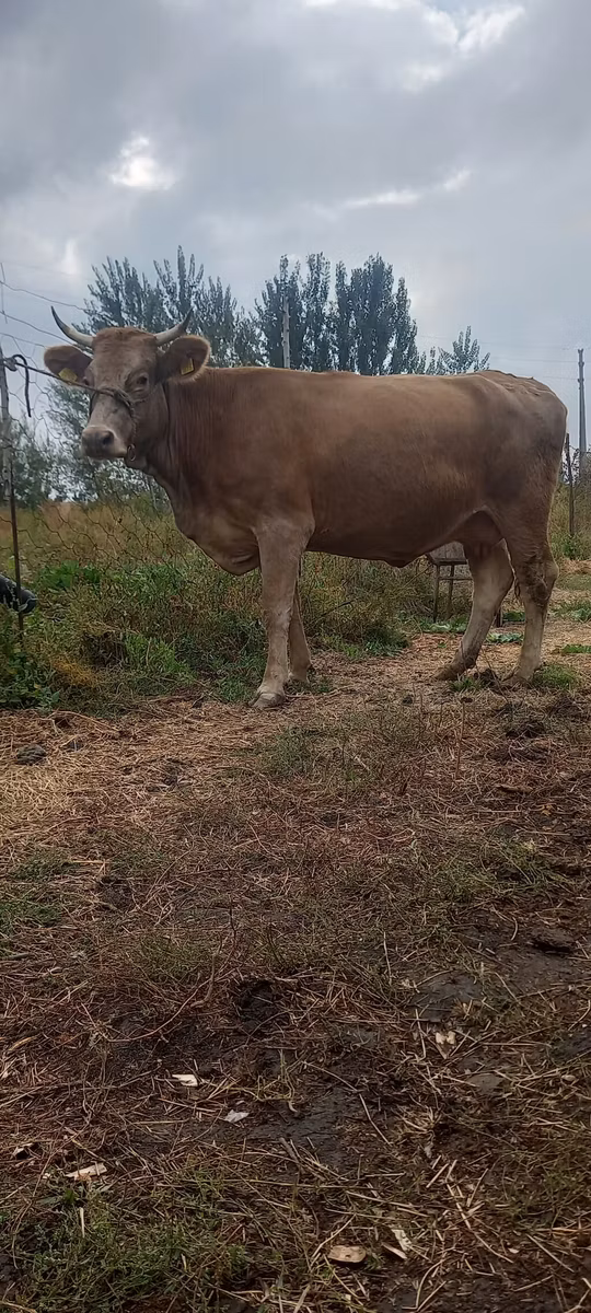 Swiss cattle