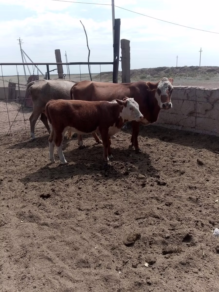 Swiss cattle