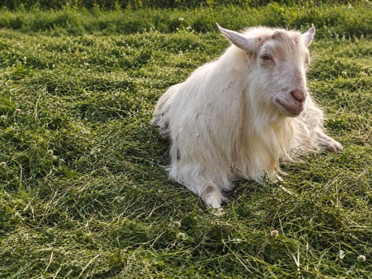 Kamori goats