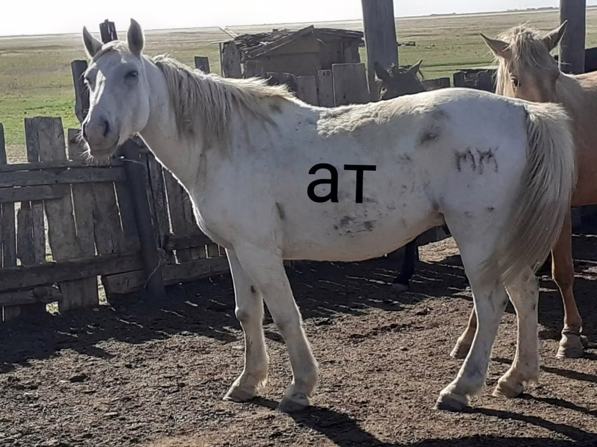 Kazakh horse