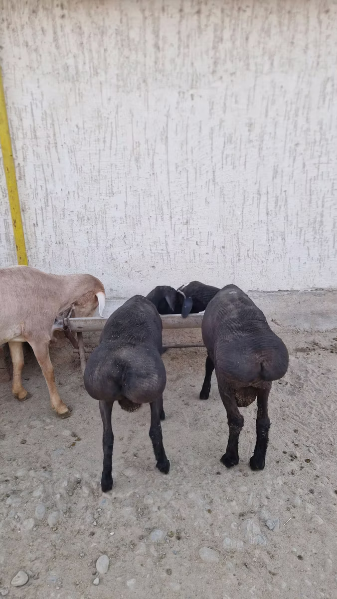 Arashan sheep