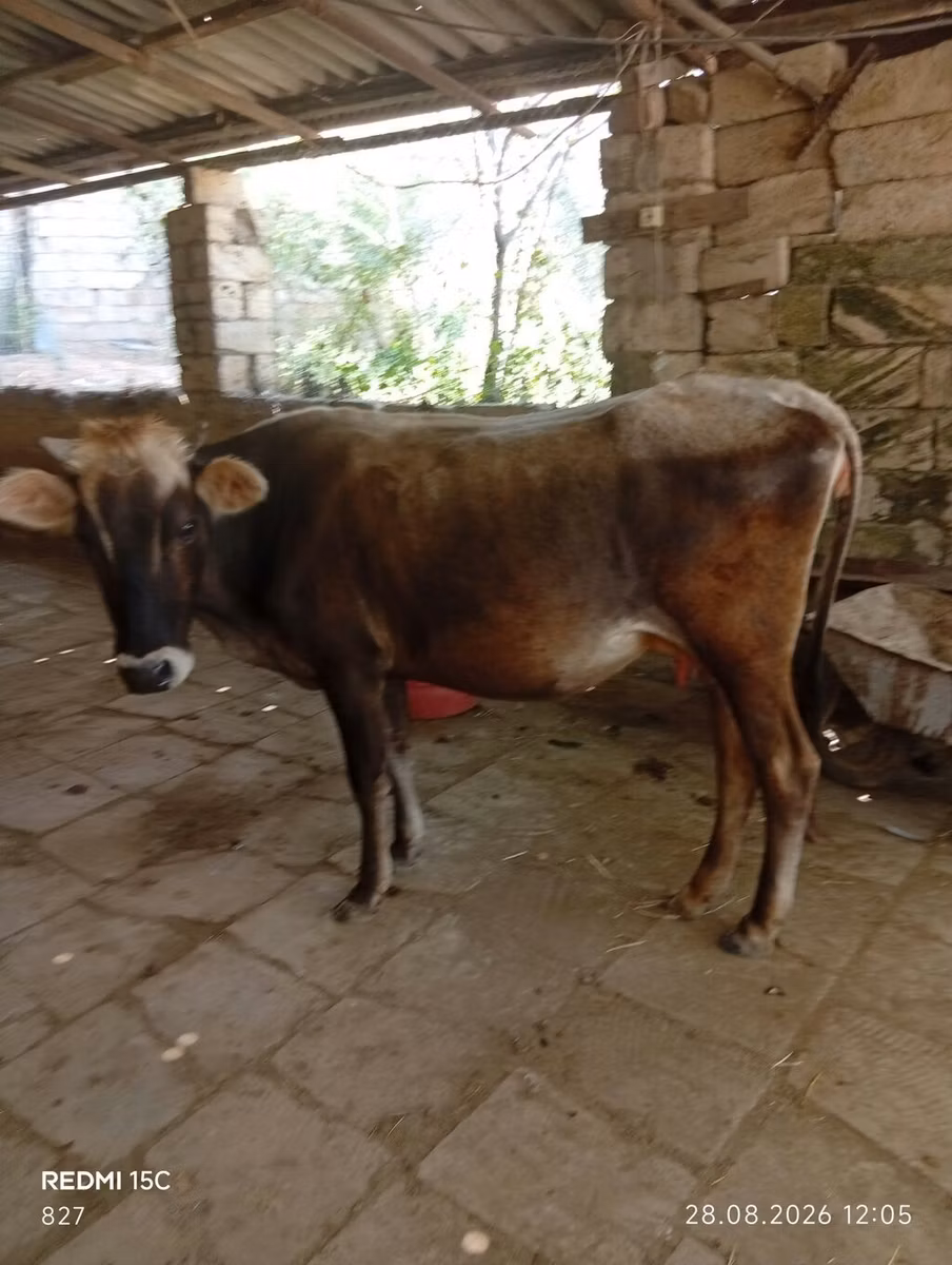 Azərbaycan zebu