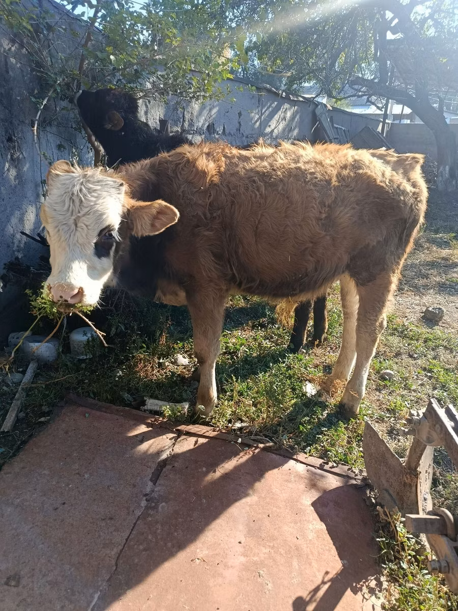 Simmental cattle