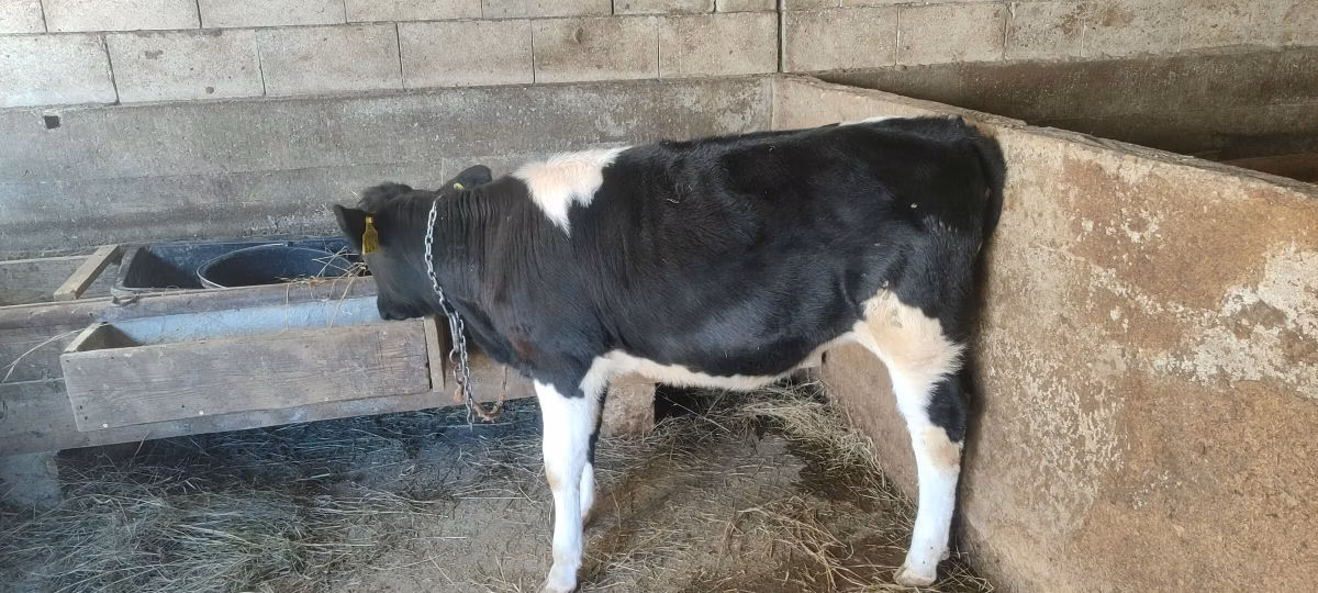 Russian Black pied cattle