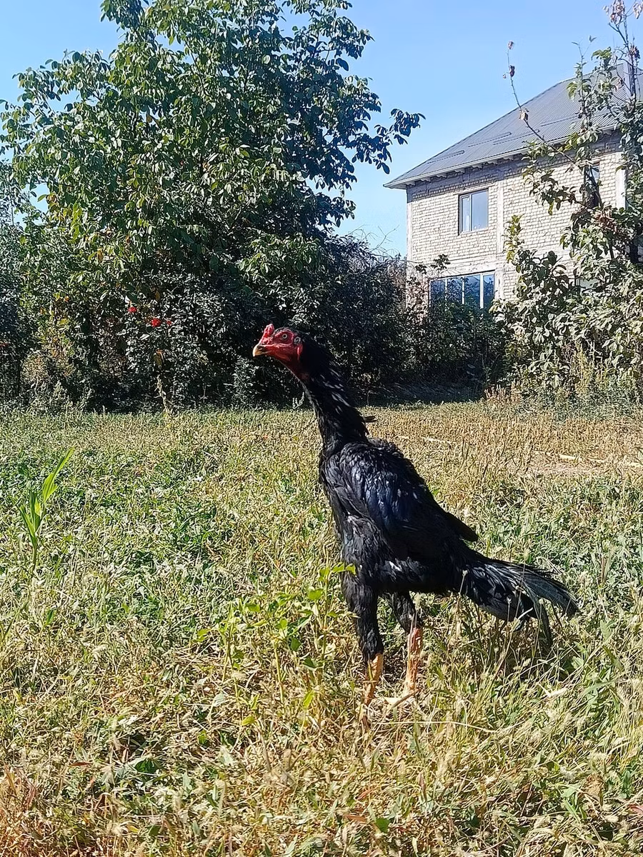 Shamo chickens
