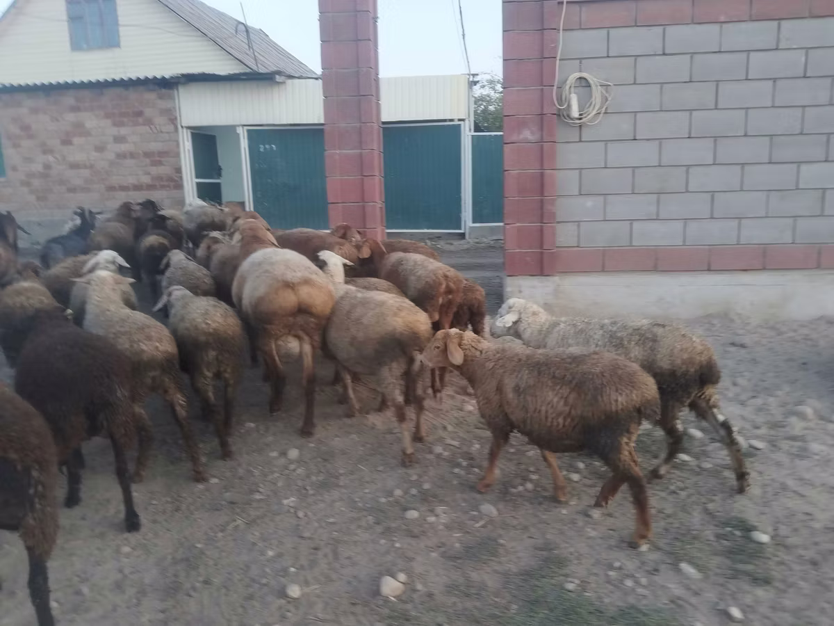 Kazakh fat-tailed coarsewool sheep