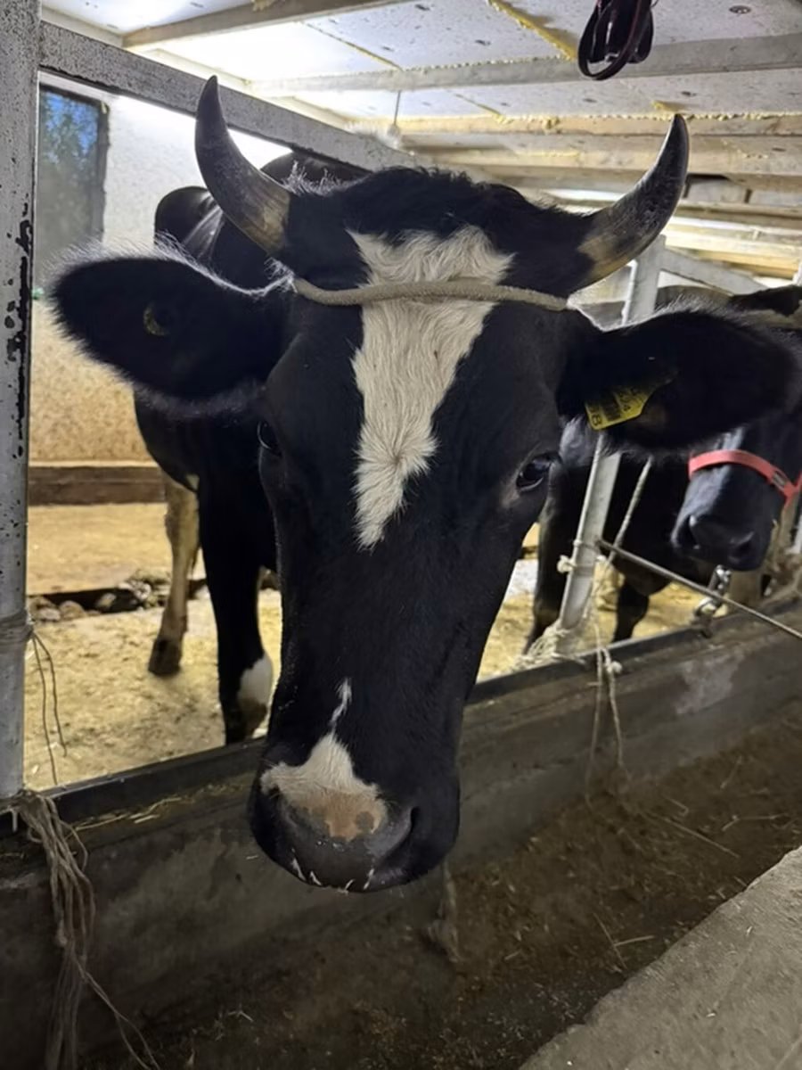Russian Black pied cattle