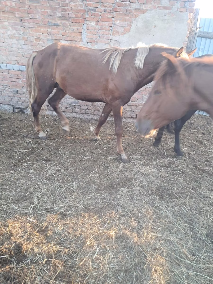 Horse breed