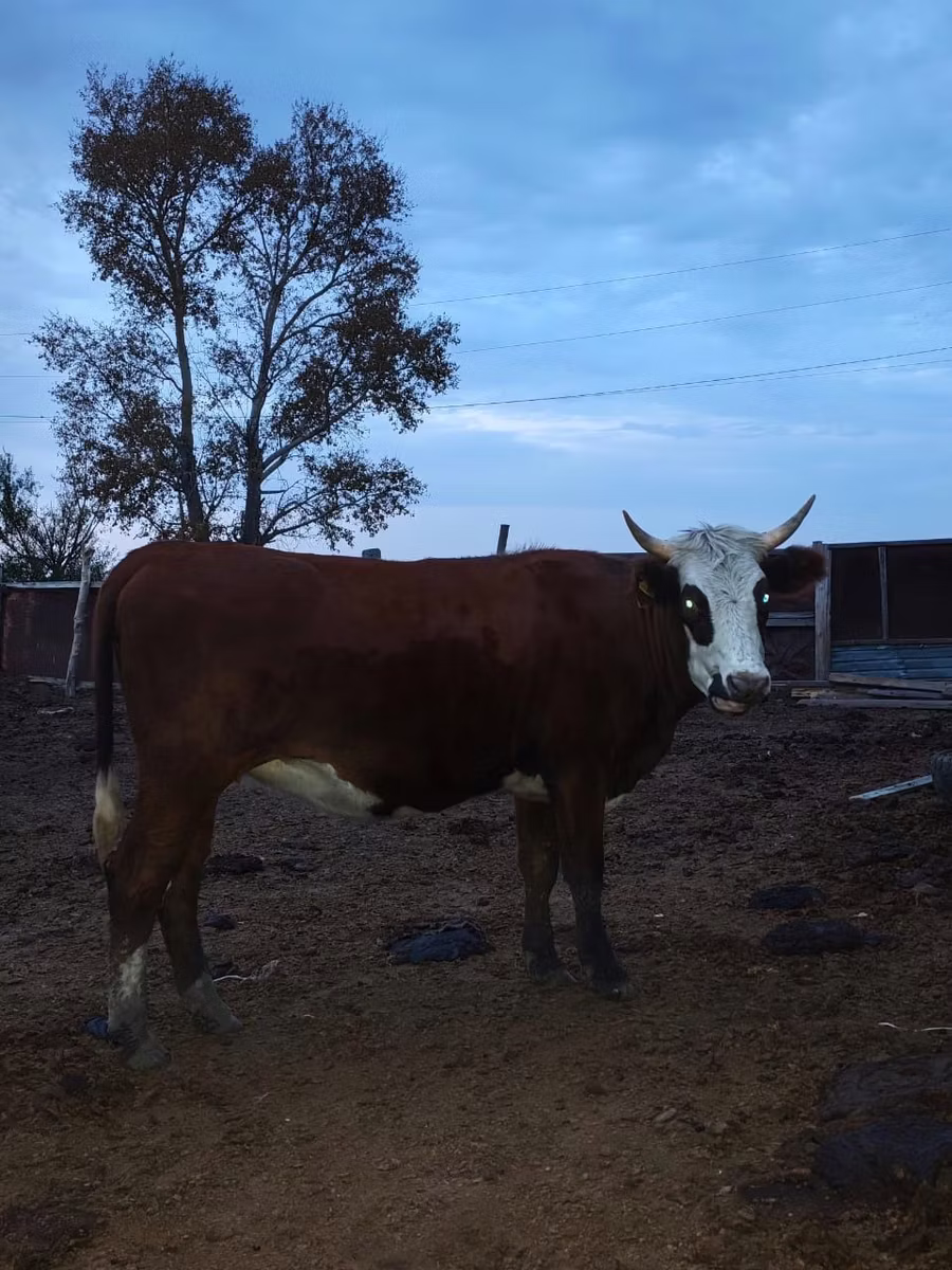Kazakh White-headed cow