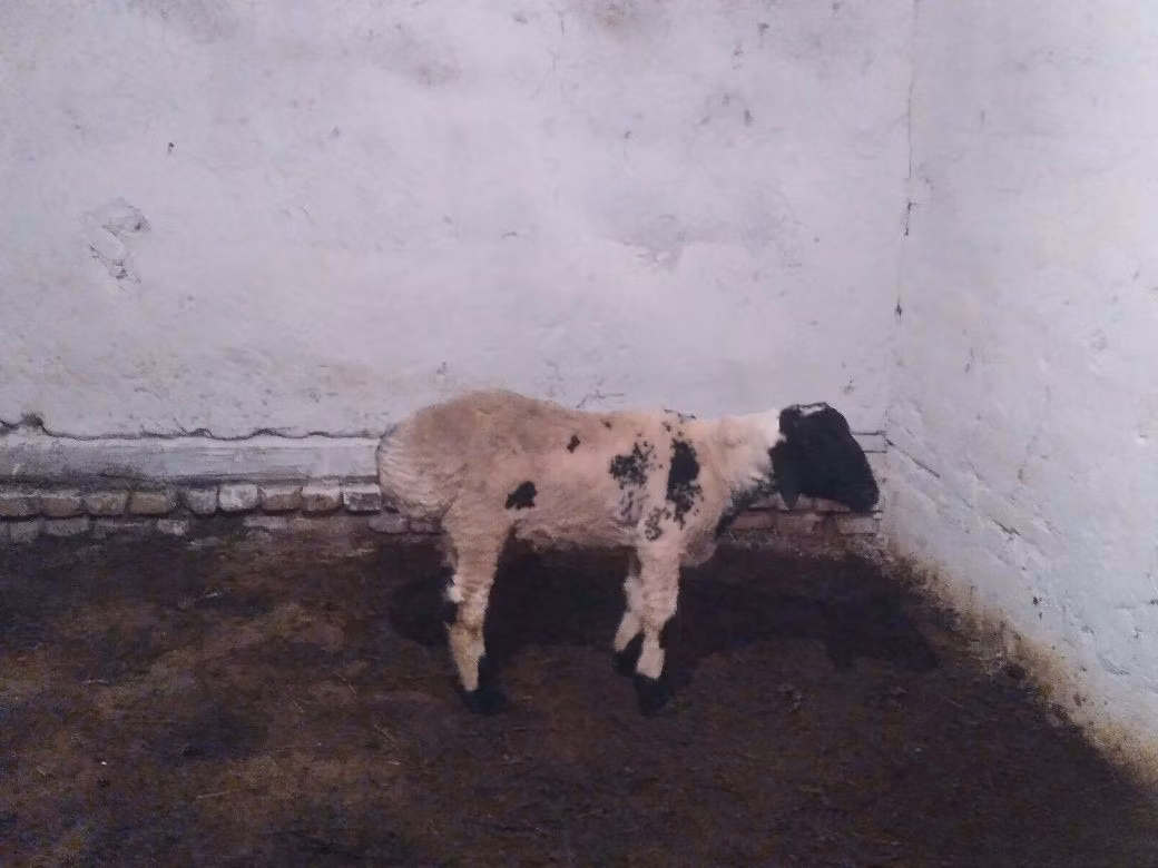 Suffolk sheep