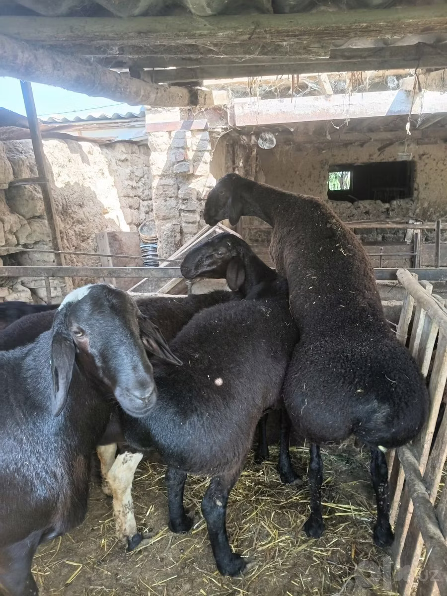 Rhon sheep