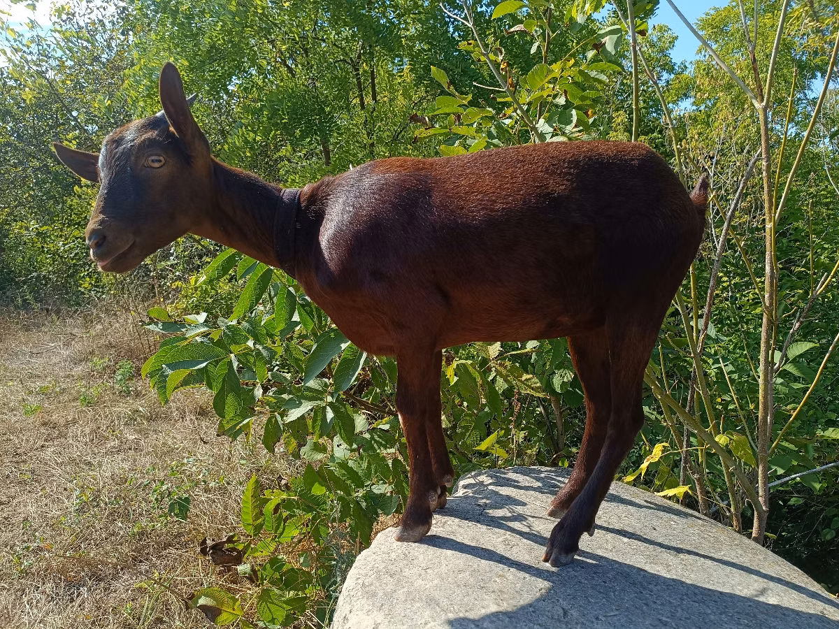 Murcia-Granada goats