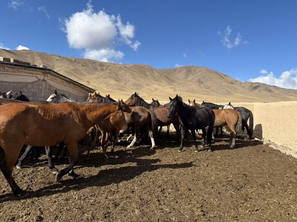 Kyrgyz Horse
