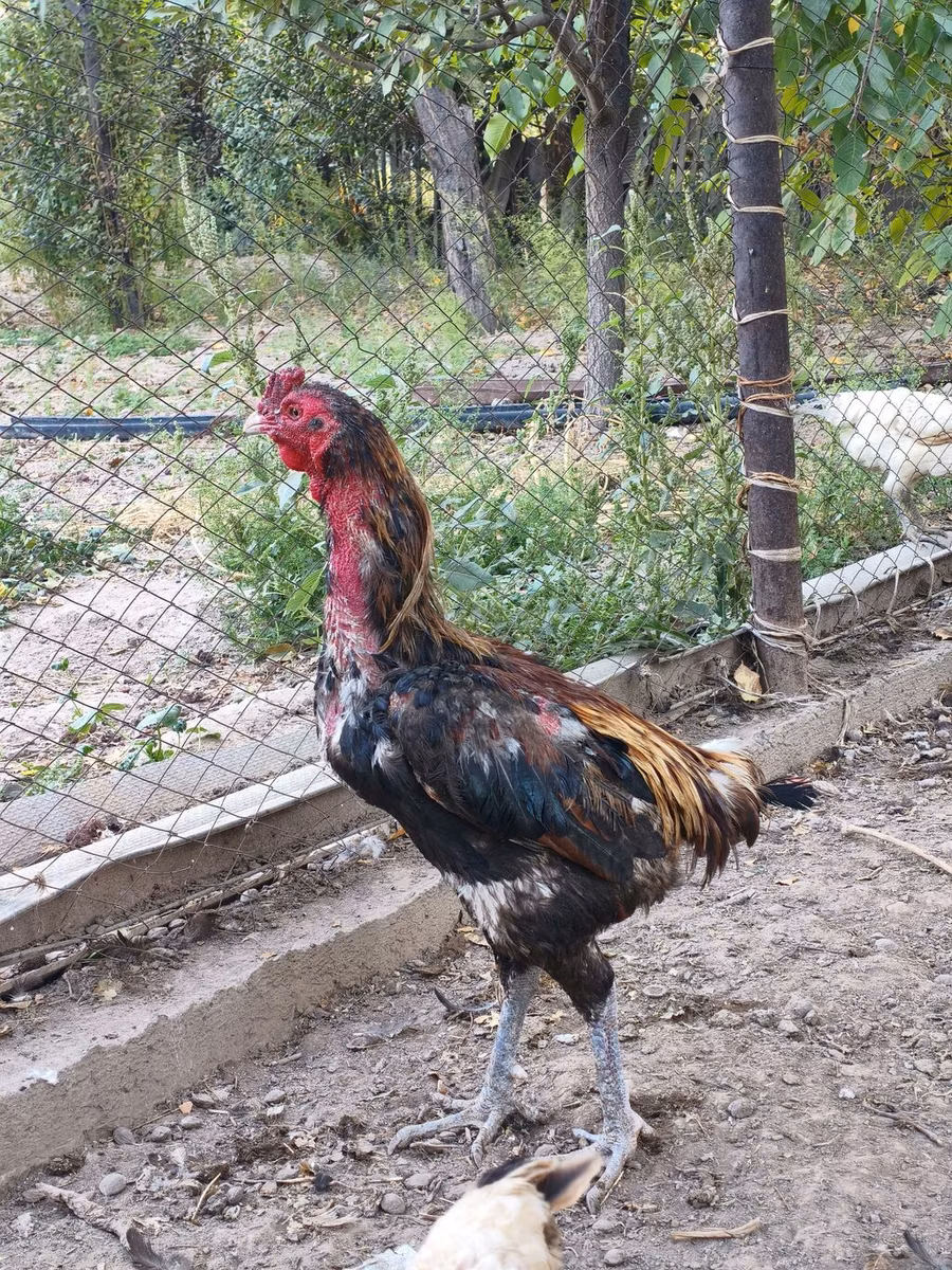 Derbişir Qırmızı Toppalı