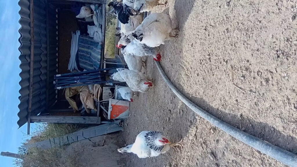 سَسِكس