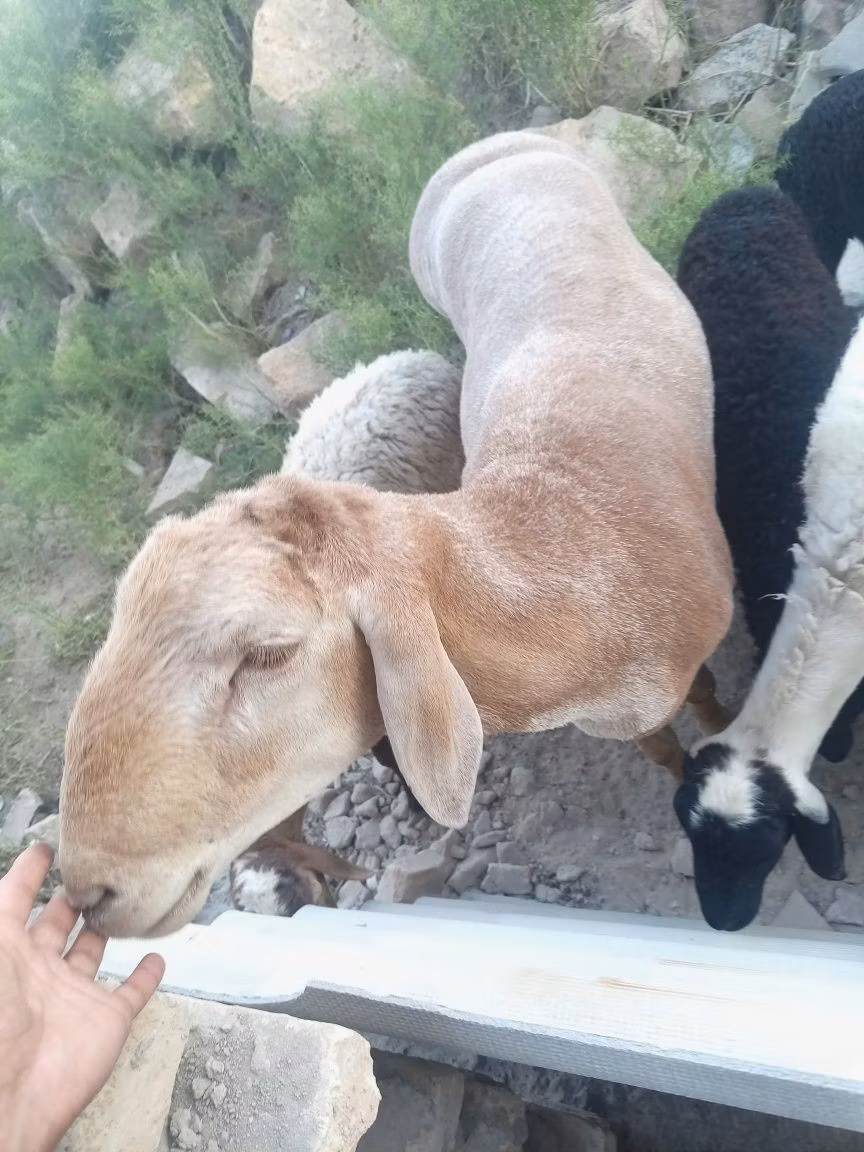 Arashan sheep