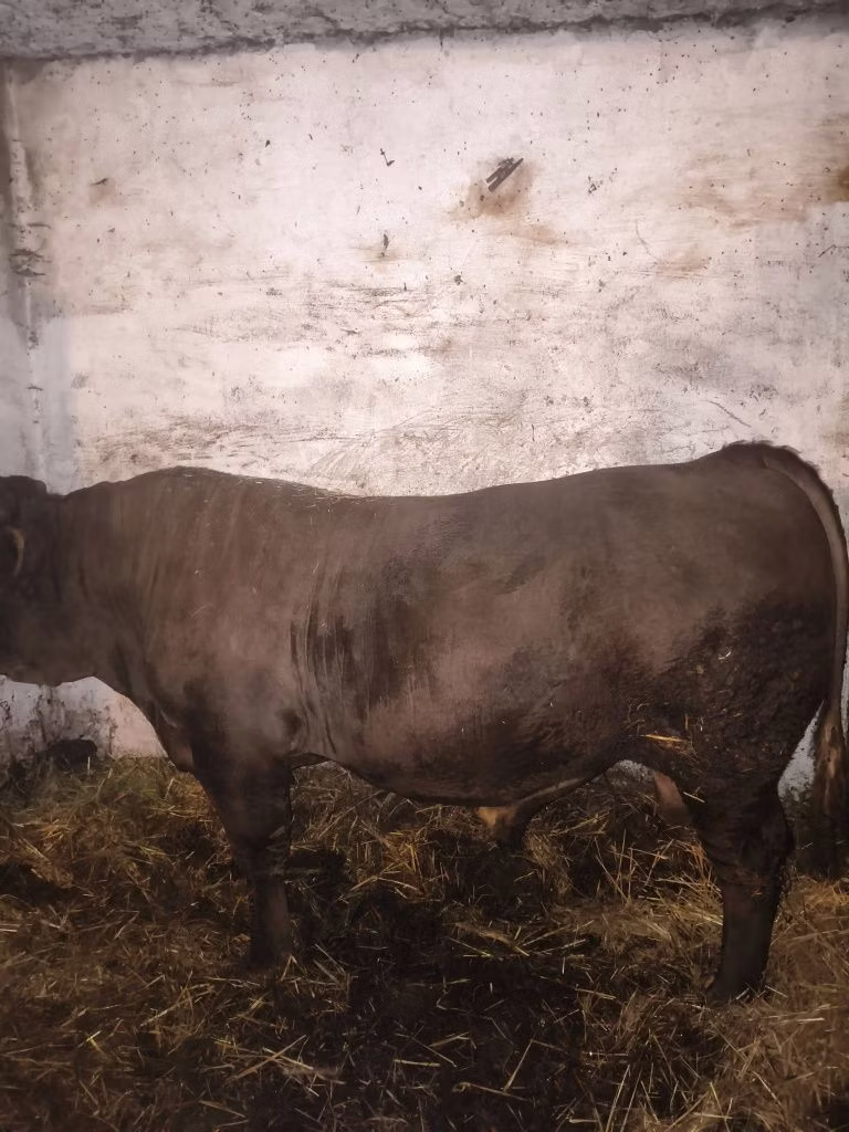 Charolais cattle