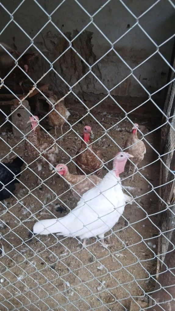 Burbon Qırmızı