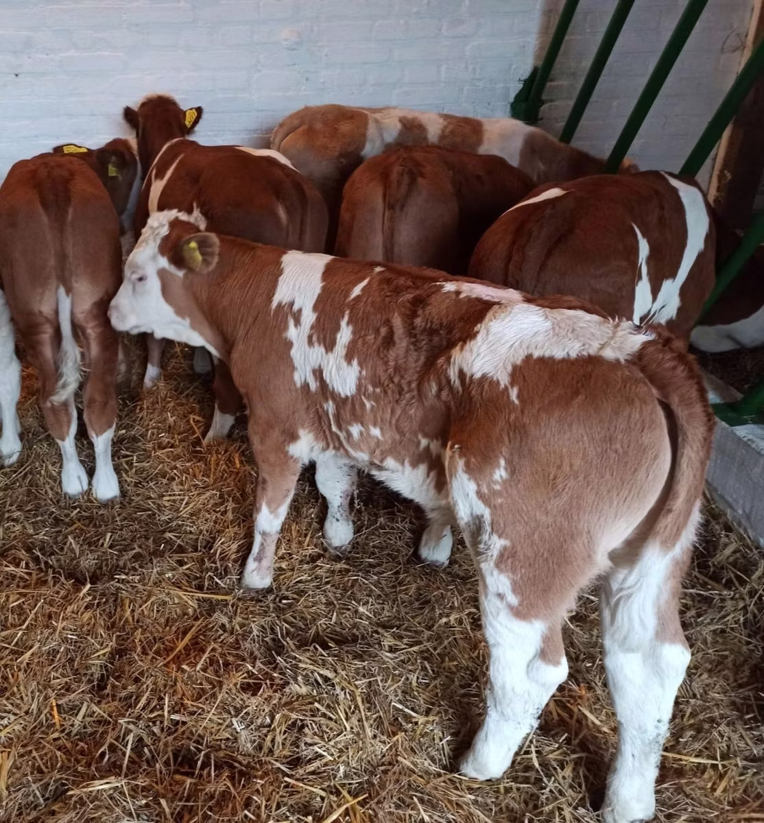 Simmental cattle