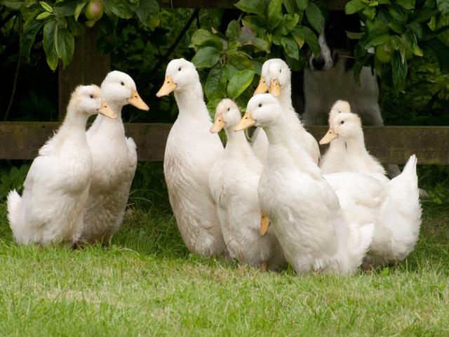 Alman Pekin