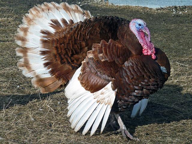 Burbon Qırmızı