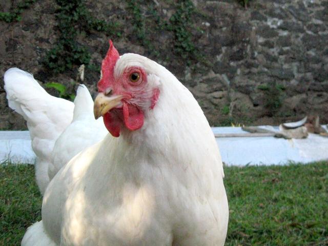 Rod-Aylend Ağ