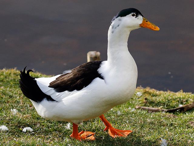 Sağsağan