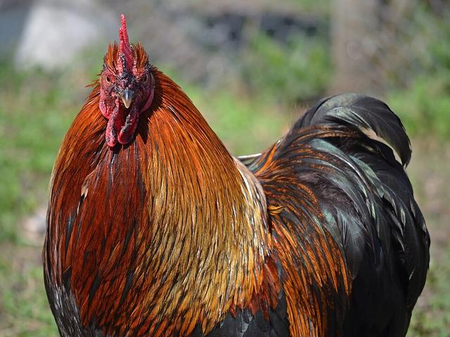 Pekin bantam