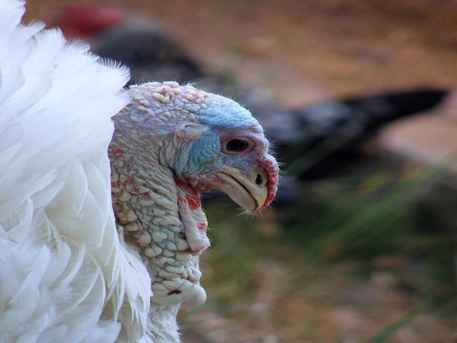 Balaca ağ