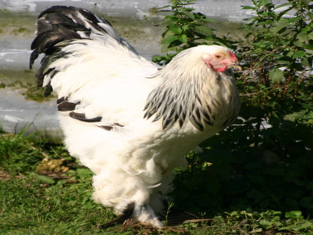 Brahma