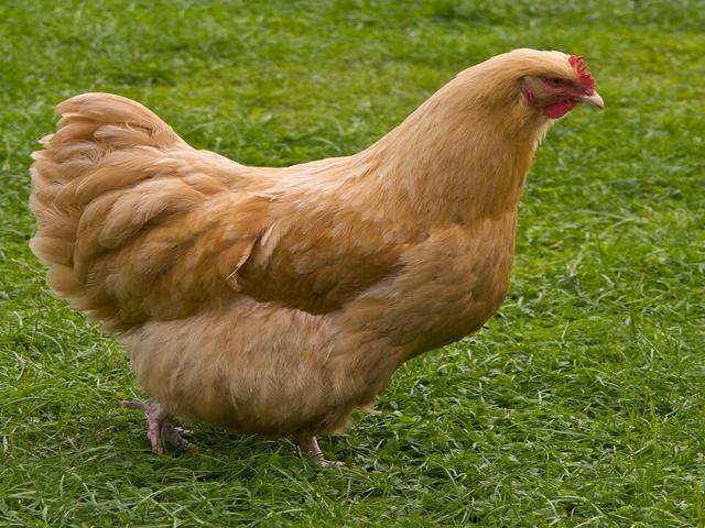 Orpinqton