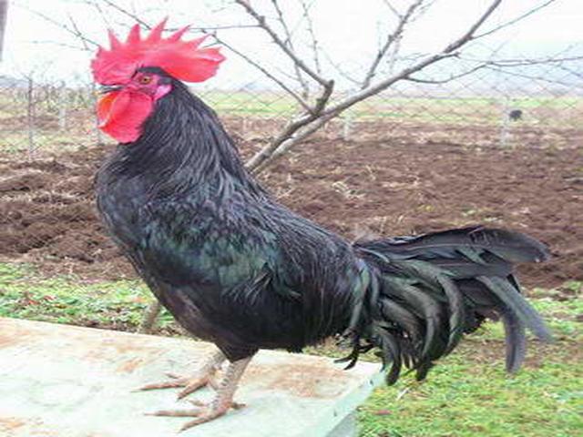 Qara Şumen